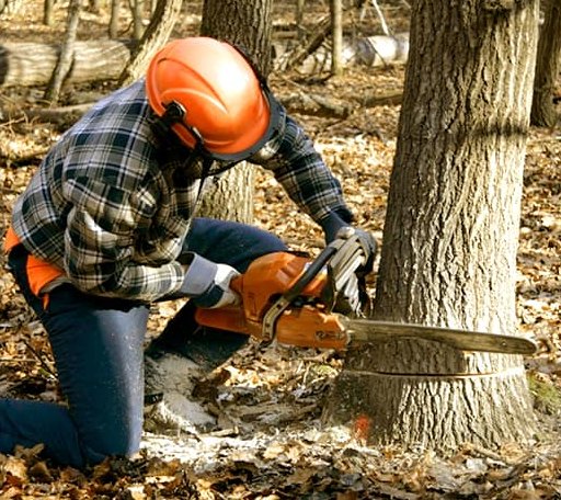 Tree Removal in Deep Run, NC